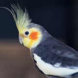 com.cockatiel.holandi
