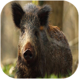 didar.janevaranebozorgeamrika