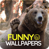 com.easy_wallpapers.funny