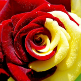 com.flowerspicture.rosa