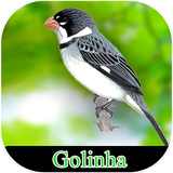 com.appscroy.meugolinha