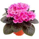 com.saintpaulia.youtab