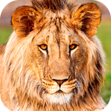 com.Lion.wallpaper.animalwallpaper.bigcatwallpaper.hdwallpaper