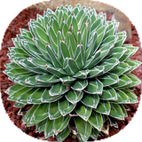 com.mnz_sqltlm.gologiyahe