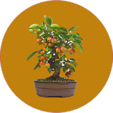 com.khorshid_sqltlm.bonsayi