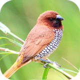 com.Bird.wallpaper.image.background.wallpaper