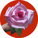 com.ahmad_ht.golsaze