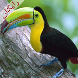 com.bridssoundsfree.hamaz