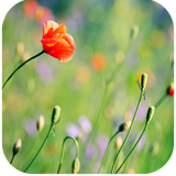 com.livewallpapersltd.naturelivewallpapers