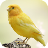 com.andromo.dev230101.app214426