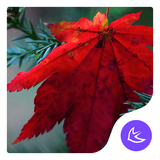com.apusapps.theme.i_red_maple_leaf_b67434f445