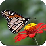 com.hd.butterfly.wallpaper.best.wallpapers