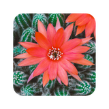 com.hd.cactuswallpaper.cactus.flowers.tree.wallpapers