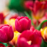 com.ninexgen.share.wallpapers