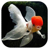 anvae.mahihaye.zinati