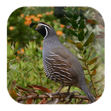 com.kikaapps.quailsounds.quailcalling