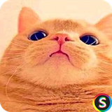 com.Sadroid.SMS.Sarekari