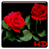 com.apusapps.livewallpaper.rose_3r03x19d