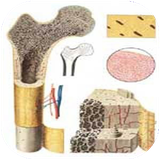 golestan.bimarihayostokhan