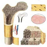 golestan.bimarihayostokhan