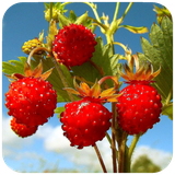 com.hd.Strawberrywallpaper.strawberryimage.backgroundwallpapers