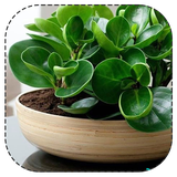 giahan.v.sabzighat.apartemani.v.nahve.negahdarieshan