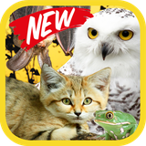 ir.tinasoft.animal_hearing_new