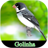 com.appscroy.meugolinha