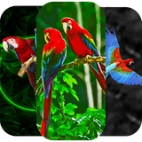 com.hadifetrati.Parrot_Wapiper