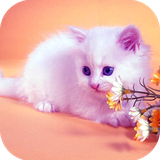 com.kikidi.catwallpapers