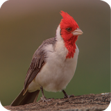 com.benq.galodecampina