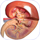 shafagh.ensedadekolie