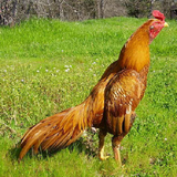 ir.parvaresh.morgho.khros.lare.va.gange.d