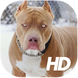 br.wall.pitbullwallpaper