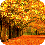 com.Autumn.wallpaper.image.background.wallpaper