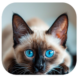 com.hadifetrati.walpiper_cat