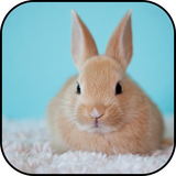 com.ipmobilesolutions.wallpaperscuterabbits