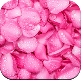 com.petalwallpaper.flower.rose.cute.free.hd