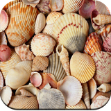 com.hd.seashell.wallpapers.best.seashell.wallpapers.hd.wallpaperapp