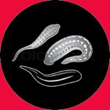 ir.khavase.ajebe.zalodarmane.d