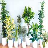 karel.parvaresh.golxx