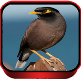 com.jamanapp.masterkicaujalakniasterbaikterlengkap