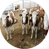 com.khorshid_tx.damdare