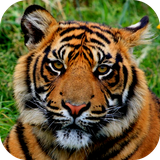 com.andromo.dev230101.app319398