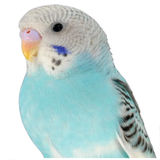 com.appsfreeinc.parakeet.sounds