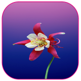 com.khamarnache.springflowerswallpapers.offline