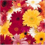 com.gau.go.launcherex.theme.wuljzs.wuguyp.advanced