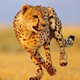 com.laugh.cheetahrun