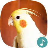 io.appp.sounds.cockatiel