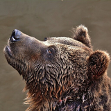 animalsounds.com.animalsounds